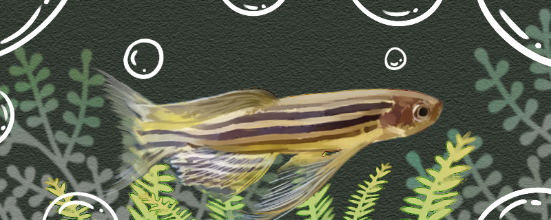 长鳍斑马鱼好养吗怎么养(长鳍蝶翼斑马鱼百度百科)