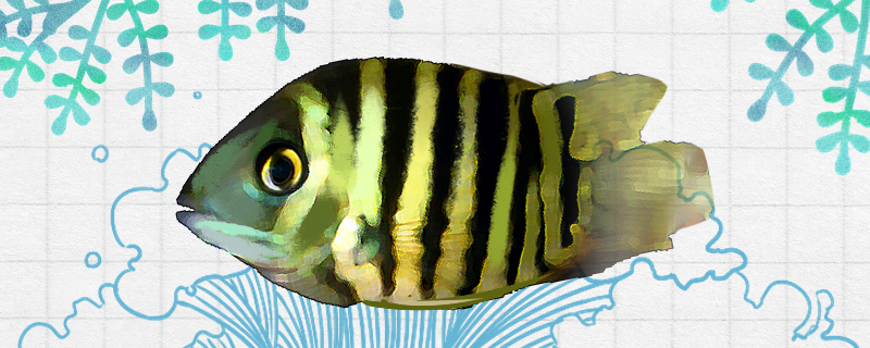 英丽鱼好养吗怎么养(英丽鱼好养吗怎么养的)