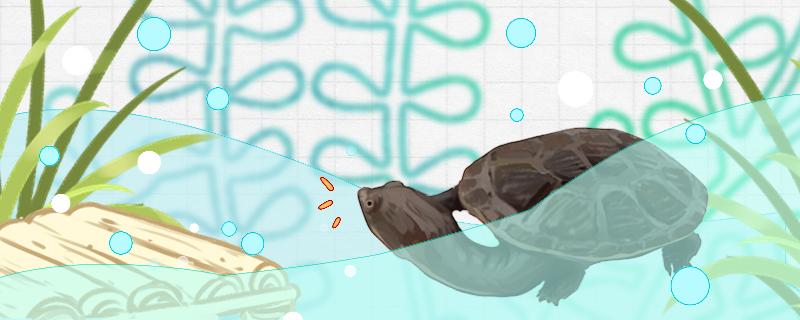 蛇颈龟可以养吗怎么养(蛇颈龟贵不贵)