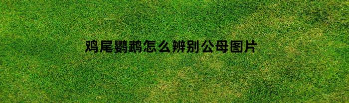 鸡尾鹦鹉怎么辨别公母图片(鸡尾鹦鹉的寿命有多长)