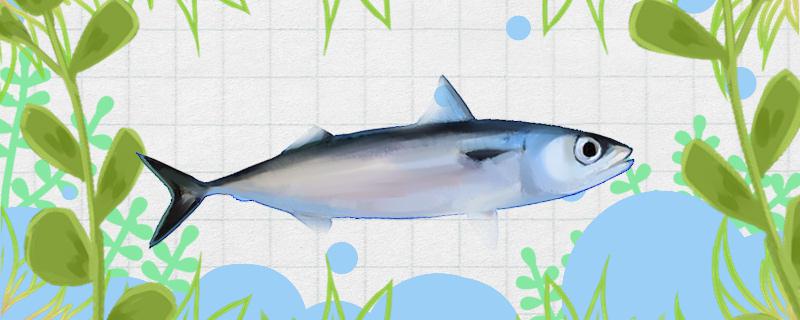 青花鱼有刺吗刺多吗(青花鱼有没有刺)