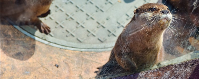水獭吃什么怎么捕食(水獭吃什么怎么捕食呢)