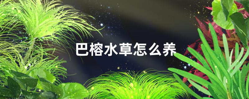 巴榕水草好养吗怎么养(巴榕水草好养吗怎么养的)