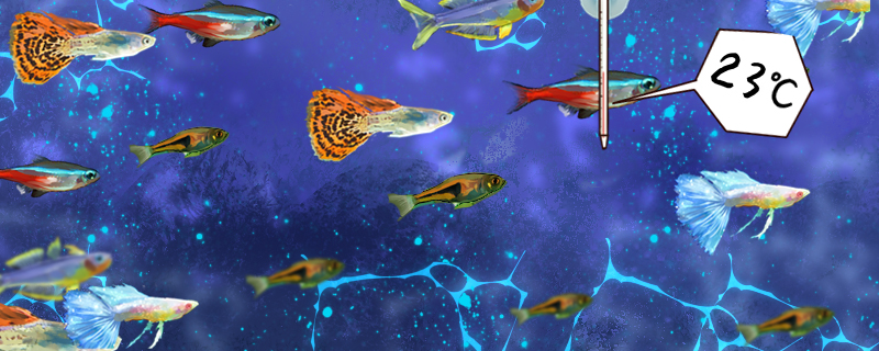 小孔雀鱼怎么养长得快需要光照吗(小孔雀鱼怎样养)