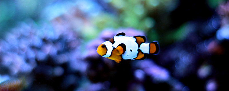 观赏鱼10天不喂会饿死吗喂什么饲料好(鱼10天不喂能饿死吗)