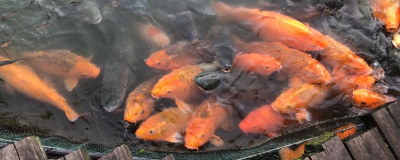 10cm锦鲤一年能长多大怎么才能养大(十厘米的锦鲤多久能想到30厘米)