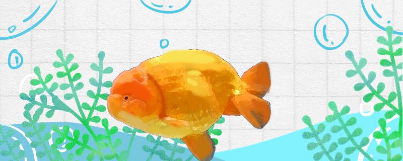 兰寿金鱼需要加热棒吗需要过滤器吗(兰寿金鱼要加温养吗)