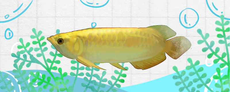 高背金龙鱼好养吗怎么养(高背金龙鱼什么意思)