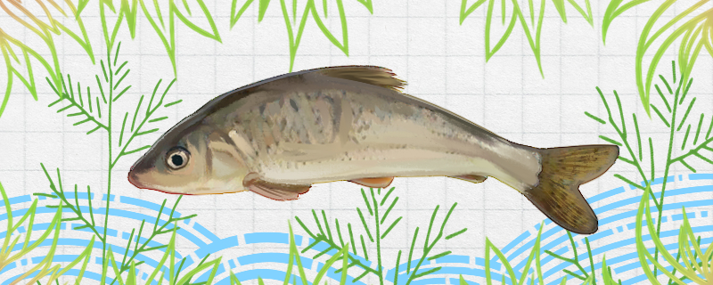 花骨鱼有刺吗刺多吗(花骨鱼能吃吗)