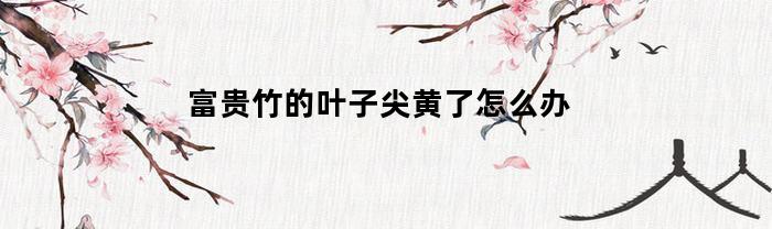 富贵竹的叶子尖黄了怎么办(富贵竹花叶尖黄了是什么原因?)