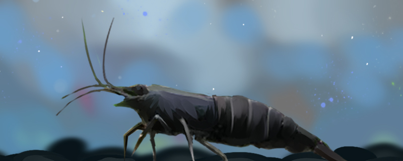 黑壳虾不放底沙可以吗能裸缸养吗(黑壳虾不供氧能活吗)