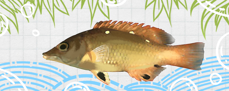 黄点龙鱼好养吗怎么养(黄龙鱼长什么样)