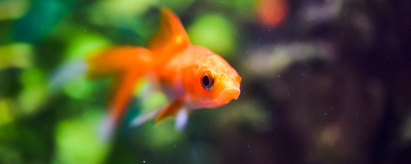 鱼有几个鱼鳍鱼鳍有哪些作用(鱼有几片鳍)