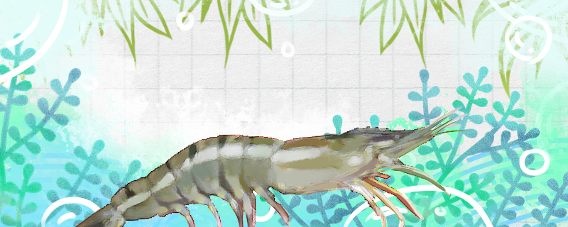 淡水虾有哪些淡水虾常见品种介绍(淡水虾品种名称及图片)