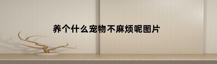 养个什么宠物不麻烦呢图片(养个什么宠物狗好呢)