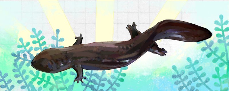 娃娃鱼离开水还能活吗离开水能活多长时间(娃娃鱼离开水可以生存多久)