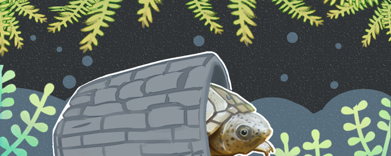 剃刀龟怎么养需要冬眠么(剃刀龟什么时候结束冬眠)