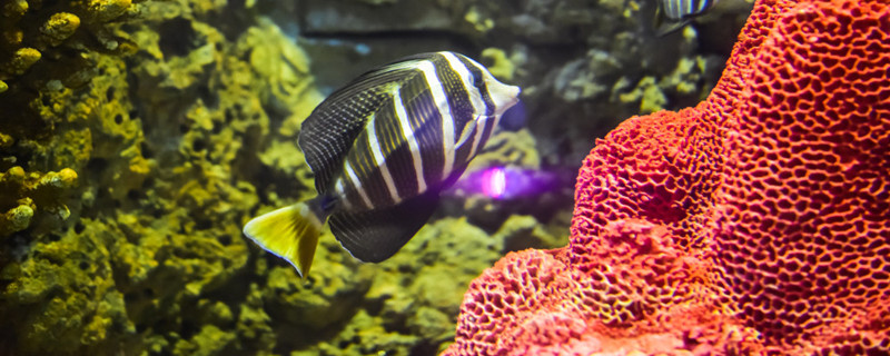 细菌屋寿命多长时间细菌屋什么时候需要换(细菌屋一般用几年)