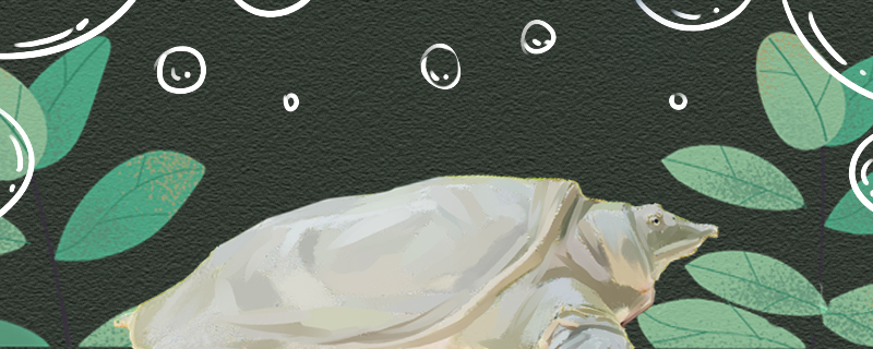 甲鱼是乌龟吗和乌龟有什么区别(甲鱼是乌龟吗和乌龟有什么区别呢)