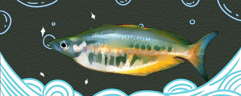 条纹唇银汉鱼好养吗怎么养(纹唇后怎么护理能更好的留色)