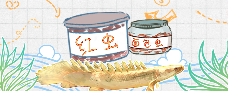 恐龙鱼吃什么不吃东西怎么办(恐龙鱼为什么不吃东西)