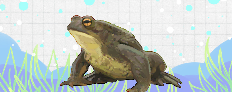 蟾蜍是什么动物是爬行动物吗(蟾蜍是两栖动物吗)