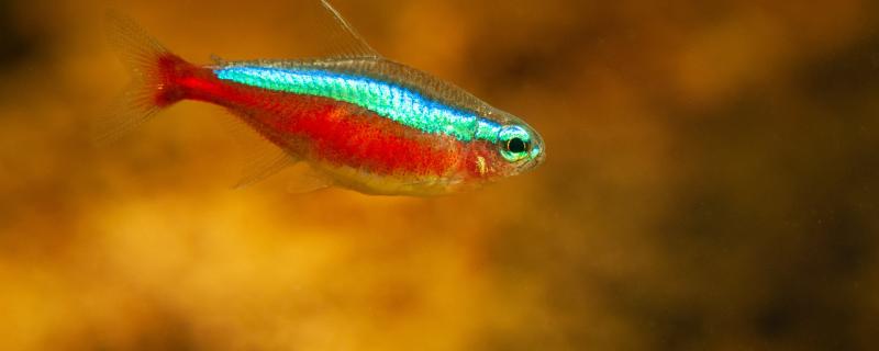 小鱼吃什么食物家里食物小型观赏鱼有哪些(小鱼吃什么食物最好)