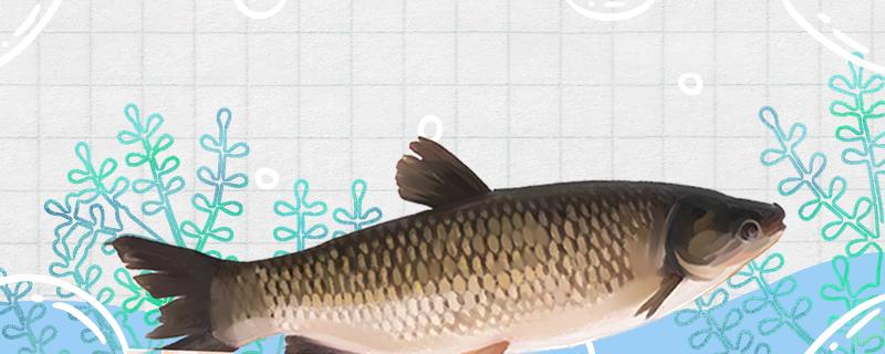 6月钓草鱼钓深还是浅用什么饵料(六月份钓草鱼怎么钓)