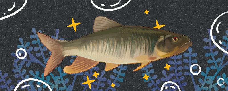 马口竿用多长最合适用几号线合适(马口竿用多长的合适)