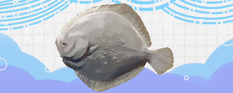 多宝鱼是海鱼吗是深海鱼吗(多宝鱼是海鲜吗?)