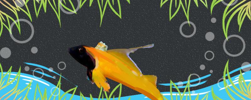 德氏三鳍鳚好养吗怎么养(德氏三鳍鳚好养吗怎么养最好)