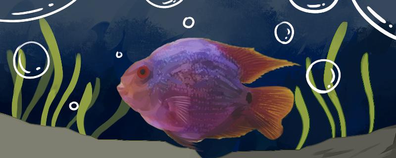 鹦鹉鱼甩籽了怎么办怎么才能繁殖出小鱼(鹦鹉鱼甩子了怎么养)