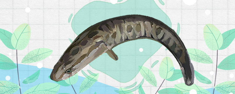 黑鱼头有毒吗能吃吗(黑鱼头有毒吗能吃吗图片)