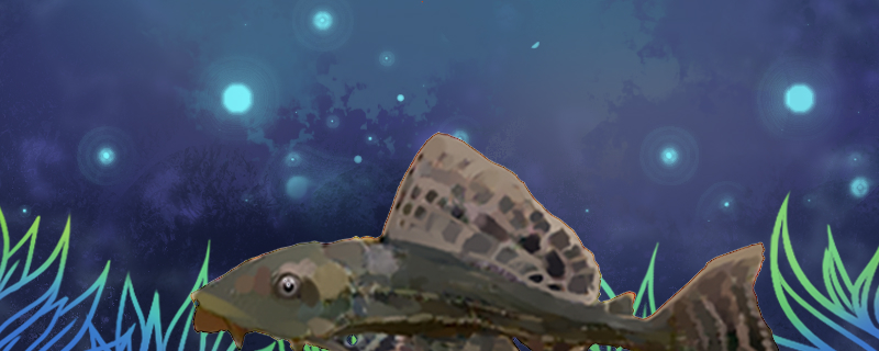 琵琶鼠鱼好养吗怎么养(琵琶鼠鱼好养吗怎么养视频)