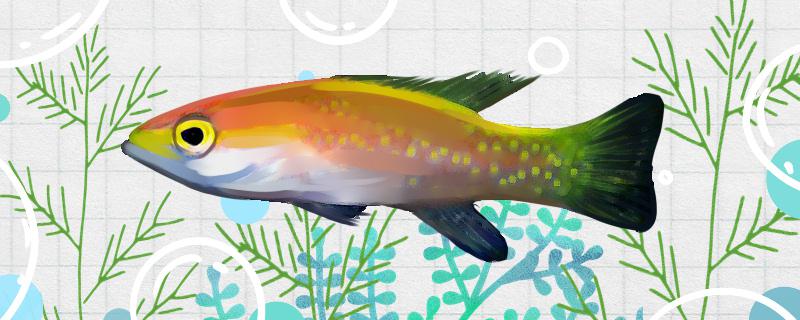 黄金狐好养吗怎么养(黄金狐狸)