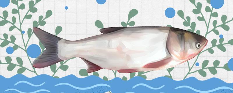 白鲢鱼和鲤鱼有什么区别哪个刺多(白鲢和鲤鱼怎么区别)