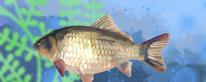 观赏鱼多久加一次盐给鱼加盐有什么用(观赏鱼加盐的使用方法)