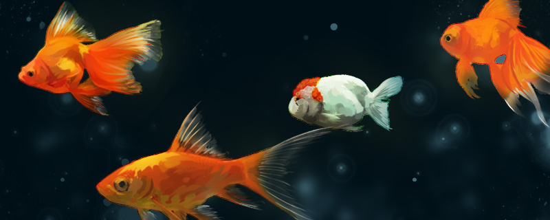 鱼缸铺沙子好还是陶粒好鱼缸底可以铺什么(铺鱼缸陶粒好还是河沙好)