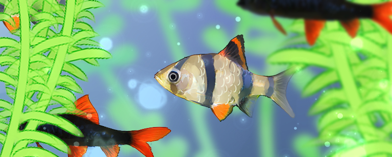 虎皮鱼能和什么鱼混养混养时有什么要注意的(虎皮鱼能和什么鱼一起混养)