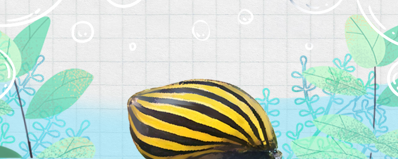 斑马螺怎么养需要喂食吗(斑马螺饲养)