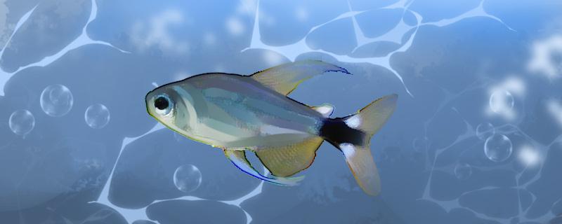 月光灯鱼好养吗怎么养(月光鱼好不好养)