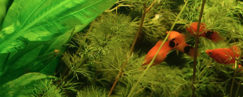 米奇鱼身上有白点怎么回事怎么治(米奇鱼身上有白点是怎么回事)