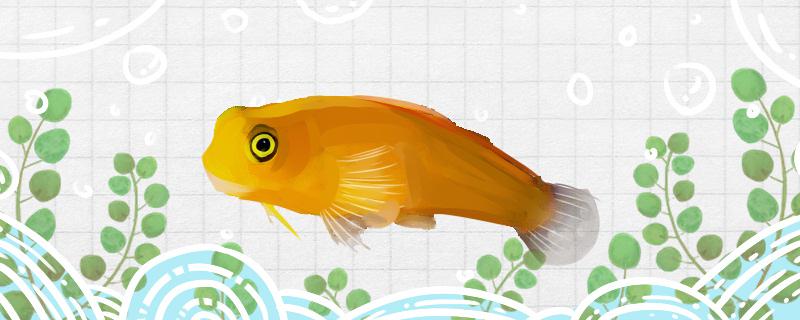 黄黑鳚好养吗怎么养(黄黑鱼图片)