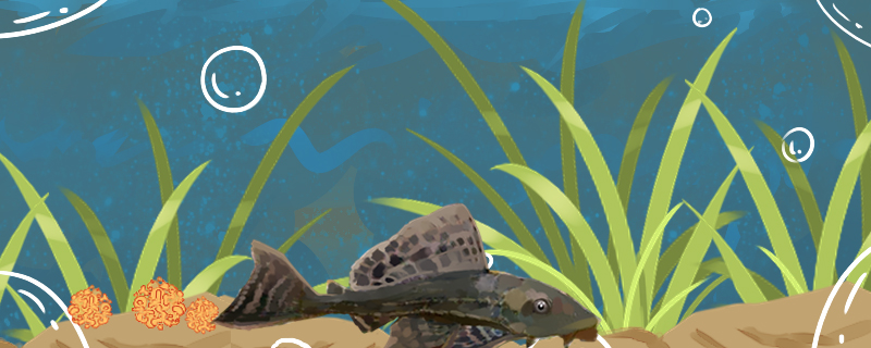 清道夫为什么总养不活怎么养不会死(清道夫为什么那么耐活)