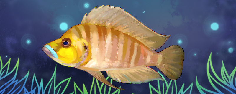 金头蓝翼珍珠虎鱼好养吗怎么养(金头虎鱼怎么区分野生和人工)