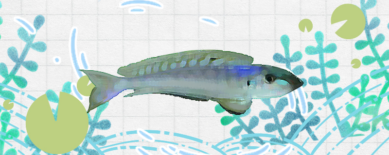 七彩龙王鲷鱼好养吗怎么养(七彩龙王图片)