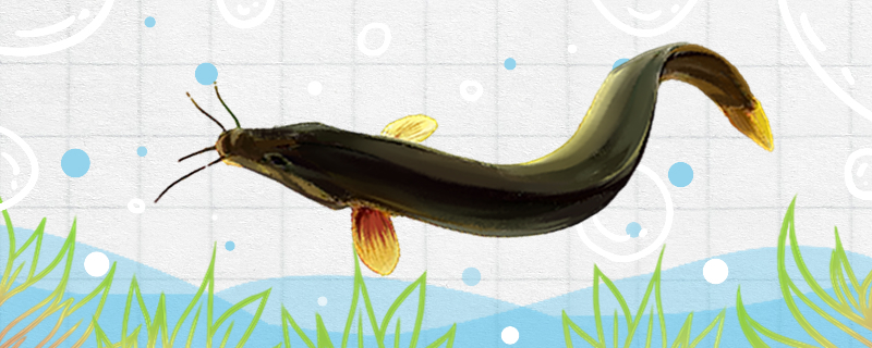 泥鳅用什么喂养几天喂一次食物(泥鳅家养喂什么)