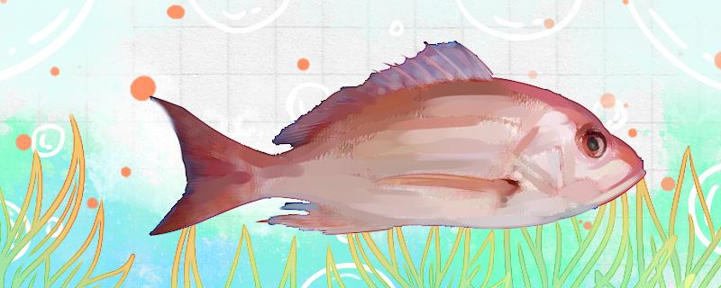 红鲷鱼是什么鱼生活在哪里(红鲷鱼的功效与作用)