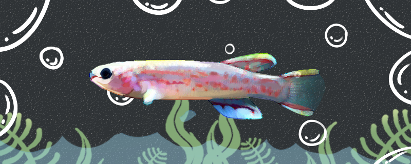 蓝彩鳉鱼好养吗怎么养(野生蓝彩)