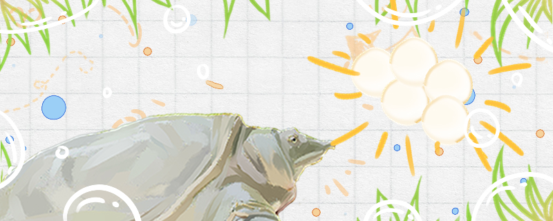 甲鱼蛋可以自然孵化吗可以人工孵化吗(甲鱼蛋可以放孵化箱孵化吗)